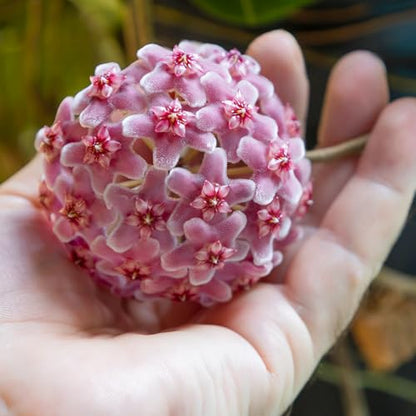 Doter Potting Soil Mix for Hoya 1qt, Custom Hand Blended Mixture Suitable for Indoor/Outdoor Potted Fern Plant - size: 1qt