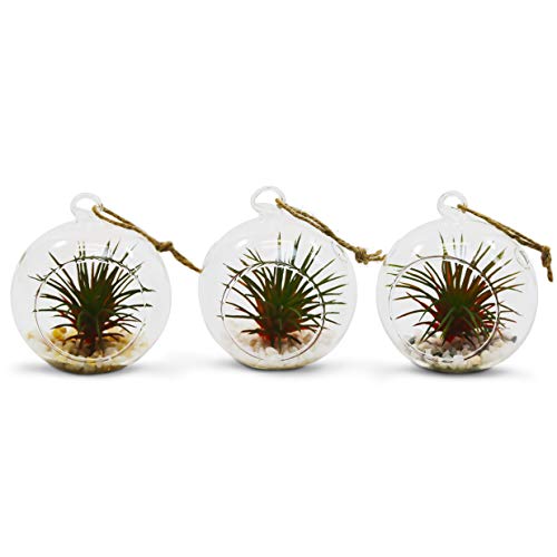 WGV Hanging Terrarium Globe, Width 2.5", Height 3", DIY Air Succulent Planter, Clear Glass Vase Orb with Flat Bottom, Candle Holder for Windowsill Outdoor Garden Decor, 24 Pieces Bulk - size: 2.5" Flat Bottom