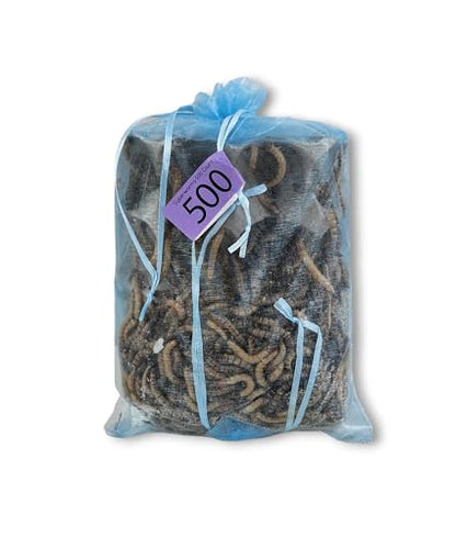 Josh's Frogs Superworms (500 Count) - size: 500 Count (Pack of 1)