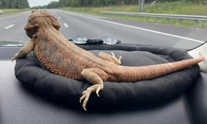 Beard Dragon Car Travel Mat Washable Reusable Sleeping Bed Adsorbed on Glass Jar Cushion for Small Pet Reptile Lizard Leopard Gecko (Black)