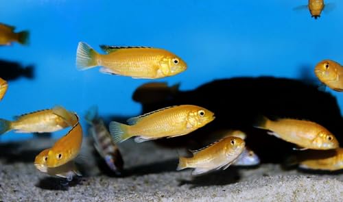 Tropical Fish 1mm - 1/32" Floating 40% Protein Pellets for Discus, Cichlids, Bettas, Guppies, Tetras, Live Bearers, Baby Koi, Smaller Tropical and Pond Fish...WL 7oz Sm Jar - size: 7 Ounce (Pack of 1)