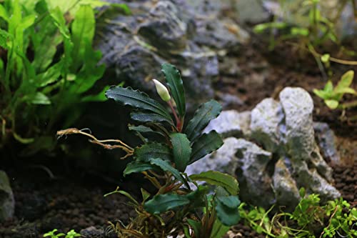 Bucephalandra Red Cherry Live Aquarium Plant - Natural Freshwater Fish Tank Decorations, Aquatic Decor (Small Clump (3-5 Plants)) - color: Red Cherry, size: Loose Mini Clump (3-5 Plants)