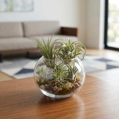 WGV Bowl Glass Vase, Diameter 5.1", Height 3.75", Open Width 3", (Multiple Sizes Choices) Clear Bubble Planter Terrarium Fish Bowl for Wedding Event Home Decor, 1 Piece (VBW0005) - size: 5"Dx3.75"H 1 Piece