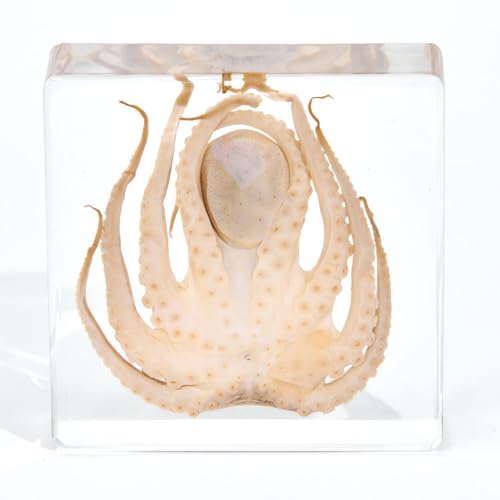 Taxidermy Octopus, Real Oceans Octopus Specimen in Resin Preserved, Clear Acrylic Sealed for Closer-Look & Study, Science Educational Classroom Specimen, Unique Amazing Great Gift (3x3x1-inch) - size: Medium
