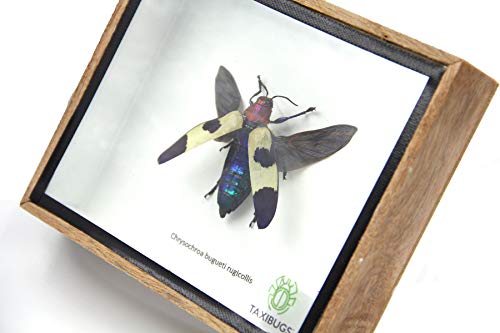 Jewel Beetle Mounts Insect Animals Taxidermy in Framed (Chrysohroa Bugueti Rugicollis(open wing)) - style: Chrysohroa Bugueti Rugicollis(open wing)