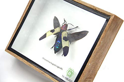 Jewel Beetle Mounts Insect Animals Taxidermy in Framed (Chrysohroa Bugueti Rugicollis(open wing)) - style: Chrysohroa Bugueti Rugicollis(open wing)