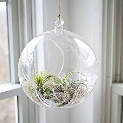 WGVI WGV Hanging Terrarium Globe, Width 8", Height 9", DIY Air Succulent Planter, Clear Glass Vase Orb with Flat Bottom, Candle Holder for Windowsill Outdoor Garden Decor, 1 Piece - size: 8" Flat Bottom
