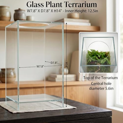 Desktop Glass Plant Terrarium with Grow Light for Carnivorous Plants & Moss | L7.8 x W7.8 x H14 in; Timer Auto On/Off; Succulent Display; Miniature Gardening; Indoor Decor; Gift for Plant Lovers.