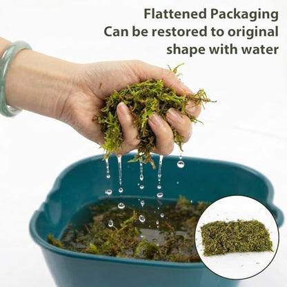 RAINFLOW Sphagnum Moss for Reptiles - 5 Oz Terrarium Reptiles Moss Green Dried Peat Moss Habitat Bedding Moss for Leopard Gecko Turtle Frog Snakes Lizards