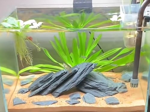 Aquarium Rock Natural Slate Rocks 2 to 6 inch Aquariums Stone for Aquascaping,Terrariums,Reptile Enclosures,Paludariums, and Gardens-10lb - size: 10lb(2-7'')