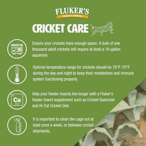 Fluker's Live Crickets for Reptiles, Chickens, Birds and Fishing, 100 Count Feeder Insects Gut Loaded with Orange Cube, High Calcium, and Vitamins, Shipped Fresh in a Ventilated Box (1/4 Inch) - size: 100 Count (Pack of 1), style: Small, 1/4"