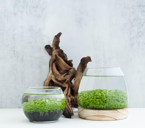 Water Terrarium Kit with 5.9” Glass Bowl, Substrate and Seeds | Create Your Own Indoor Garden | DIY Complete Set for Simple, Stunning Growth Unique Gift for Nature Lover | Desktop Decor - size: 5.9" H - 5.9" W