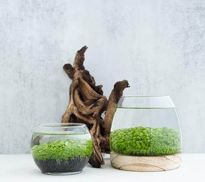 Water Terrarium Kit with 5.9” Glass Bowl, Substrate and Seeds | Create Your Own Indoor Garden | DIY Complete Set for Simple, Stunning Growth Unique Gift for Nature Lover | Desktop Decor - size: 5.9" H - 5.9" W