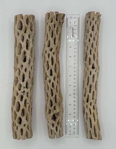 Awesome Aquatic XL Cholla Wood Tubes, Teddy Cane, 12" x up to 2" | XL Hideouts • Hollow tubes • Natural biofilm surface • Secure hideouts • Shrimp plecos hermit crabs reptiles • Natural décor - size: XL 12 in x up to 2 in Diameter