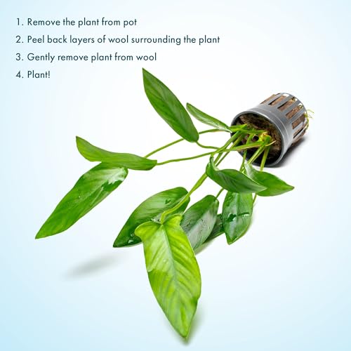 Live Plants – Anubias Hastifolia (Anubias hastifolia) – Low to Moderate Light, Medium to Dark Green Arrow-Shaped Leaves, Midground to Background Tank Placement - Pot, 3 Pack - color: Anubias Hastifolia, size: 3 Pots