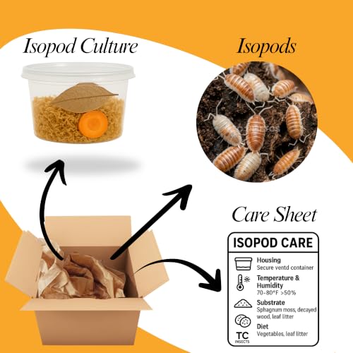 30 Powder Orange Cream Isopods | Live Cleanup Crew for Bioactive Reptile and Amphibian Habitats | Live Arrival Nationwide!