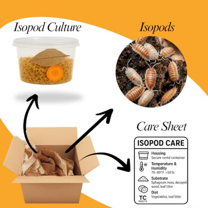 30 Powder Orange Cream Isopods | Live Cleanup Crew for Bioactive Reptile and Amphibian Habitats | Live Arrival Nationwide!