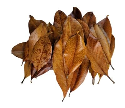 Magnolia Leaf Litter, 55-60 Small 3' - 6" Premium Whole Natural Organic Hand Picked Leaves for Bioactive Enclosures, Reptiles, Amphibians, Terrariums