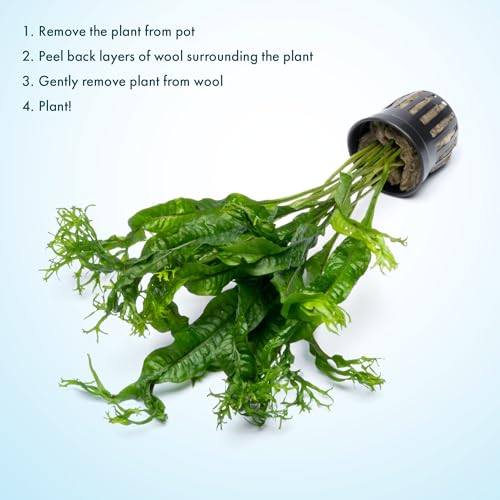 Java Fern Live Aquarium Plants - Potted Freshwater Plant for Fish Tanks - Beginner Friendly, Low Light (Windelov, 3 Pots) - color: Windelov, size: Pot - 3 Count