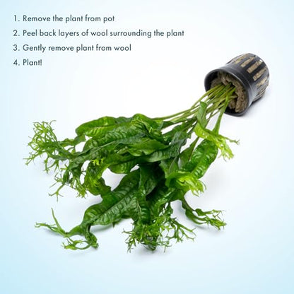Java Fern Live Aquarium Plants - Potted Freshwater Plant for Fish Tanks - Beginner Friendly, Low Light (Windelov, 3 Pots) - color: Windelov, size: Pot - 3 Count
