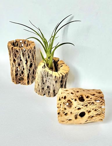 Natural Cholla Wood Decorative Holders, for Air Plants, Terrariums, Aquariums, Crafts & More Cactus Skeleton Planter, Set of 3