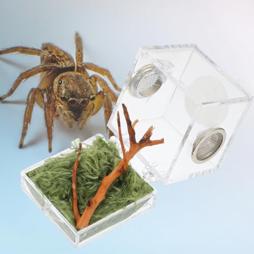 ibasenice Jumping Spider Cage 1.5In Clear Acrylic Escape-Proof Feeding Box with Built-in Lamp for Night Viewing – Mini Terrarium for Jumping Spiders & Small Arachnids - color: Multi