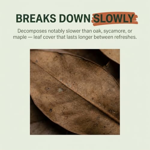 21 Leaves Magnolia Leaves | Bioactive Terrarium Substrate & Supply | Ships Fast from Texas