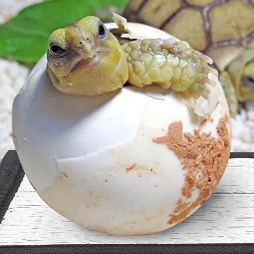 YARNOW 4pcs Heating Pad Reptile Terrarium Heat Mat Reptile Heat Pads Reptile Mat Outdoor Heated Pet Pad Warm Reptile Under Tank Heater Reptiles Mats Waterproof Reptile Pad Pearl Cotton