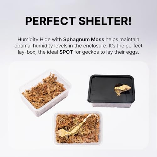 3.5 Gallon Reptile Terrarium Kit - Hatchling & Juvenile Gecko Tank with Humidity Hide, Ledge & Feeding Dish - for Baby Geckos, Dart Frogs, Jumping Spiders & Isopods