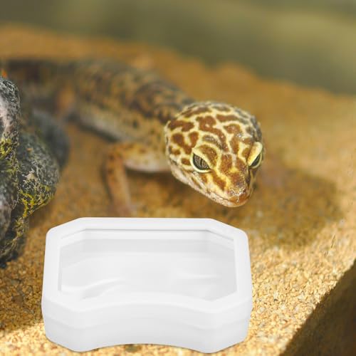 HEMOTON 2pcs Reptile Feeding Bowl for Bearded Dragon and Snakes, Plastic Escape Proof Feeder Dish with High Hardness and Smooth Surface, Suitable for Feeding and Watering