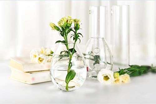 Kingbuy Egg Shaped for Propagating Hydroponic Plants 2 Pack Wall Planter | Borosilicate glass, clear & durable. Egg-shaped wall-mounted vases. Ideal for hydroponics, air plants, cuttings. Great gift. - color: Ellipse Shape