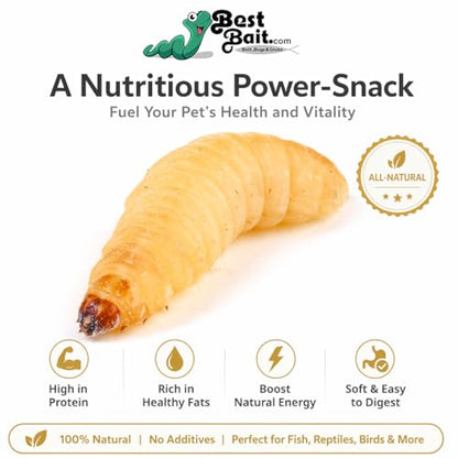 100 Count Premium Live Waxworms for Reptiles, Birds, Amphibians & Fishing Bait - High-Protein, Calcium-Rich Soft-Bodied Larvae - Ideal for Bearded Dragons, Geckos, Chickens & Trout