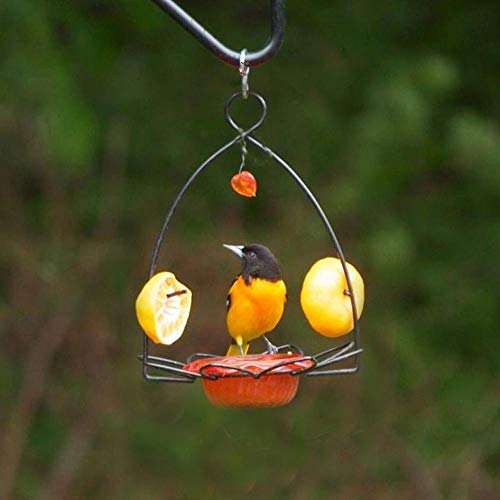 Birds Choice Flower-Shaped Oriole Feeder for Jelly & Oranges | 3oz, Orange | Removable Cup and Fruit Pegs with Heart Ornament, Sturdy for Garden and Backyard, Orange Finish - style: Flower