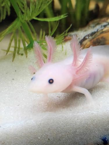 Juvenile Axolotl & Frog Soft Food Pellet Mix 2.4mm,Blackworm,Salamander,Frog,Newts,A282BW (8oz) - size: 8 Ounce (Pack of 1)