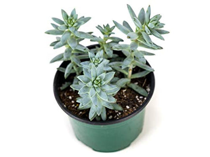 Josh's Frogs Desert Plant Kits for Arid Bioactive Terrariums (Extra Small) - size: Extra Small