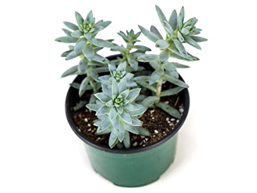 Josh's Frogs Desert Plant Kits for Arid Bioactive Terrariums (Extra Small) - size: Extra Small