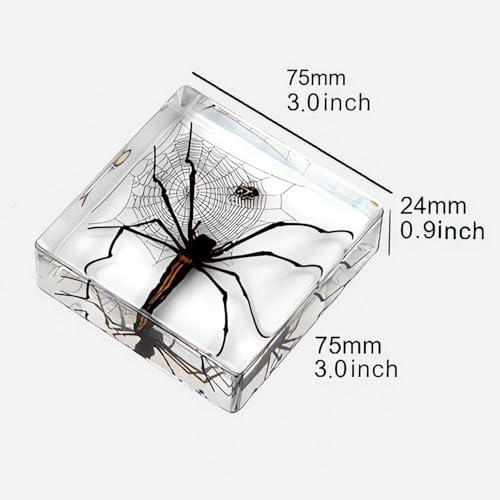 3pcs Taxidermy Spiders, Real Insect Bug Spiders Specimen in Resin, Clear Sealed for Closer-Look & Study in Healthy, Science Educational Classroom Specimens, Unique Amazing Gift (3.0x3.0x0.8-inch) - size: Medium 3PCS Spiders