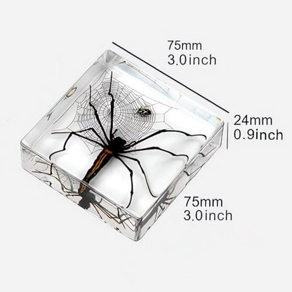 3pcs Taxidermy Spiders, Real Insect Bug Spiders Specimen in Resin, Clear Sealed for Closer-Look & Study in Healthy, Science Educational Classroom Specimens, Unique Amazing Gift (3.0x3.0x0.8-inch) - size: Medium 3PCS Spiders