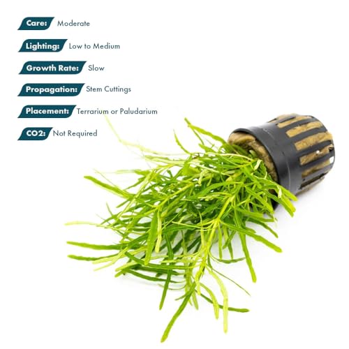 Live Jungle Plants - Hemigraphis repanda 'Green' (Hemigraphis sp.) - Low to Medium Light, Green, Terrarium or Paludarium Placement, Textured Groundcover Rosette - Pot - color: Hemigraphis Repanda Green, size: Pot