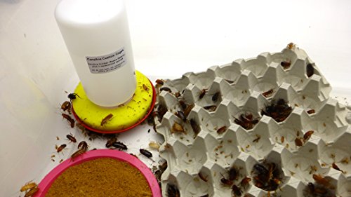 Carolina Cricket/Roach Waterer, Plus 1 Replacement Sponge