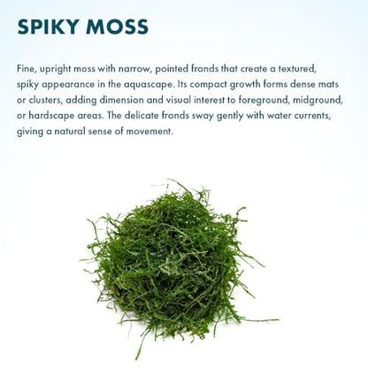 Live Aquarium Plants on Driftwood, Lava Rock, Moss, Fiber Mat - Freshwater Fish Tanks - Easy, Beginner Friendly (Spiky Moss, (Golfball)) - color: Spiky - Golf Ball, size: 1 Pack