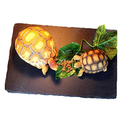 Tfwadmx Reptile Basking Platform 16 x 10 inch, Large Tortoise Feeding Bathing Area Natural Rock Reptile Food Bowl Landscape Habitat Decor for Turtle Lizard Bearded Dragon Crested Gecko Snake - size: 1pcs-16"x 10"