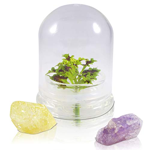 Rainbow Floral Terrarium - Self Grow, Maintenance Free -Coleus - 4" Dome