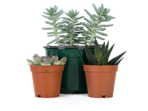 Josh's Frogs Desert Plant Kits for Arid Bioactive Terrariums (Extra Small) - size: Extra Small