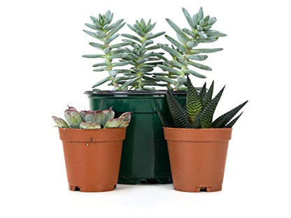 Josh's Frogs Desert Plant Kits for Arid Bioactive Terrariums (Extra Small) - size: Extra Small