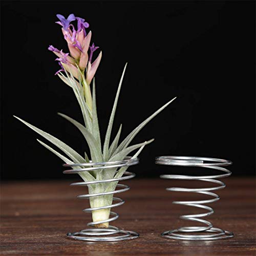 40 Pack Air Plant Stand Holder Tillandsia Airplant Container with Suction Cup Tabletop Planter Display Racks for Hanging Tillandsia House Plants