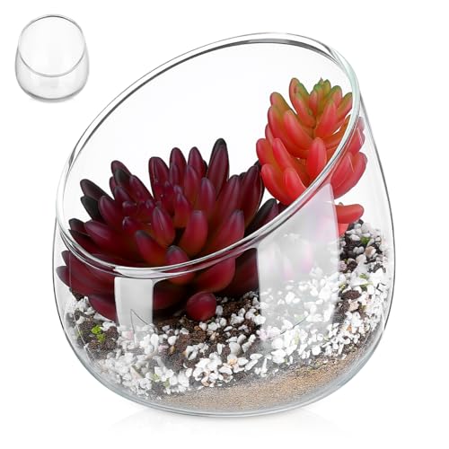Homoyoyo Clear Glass Terrarium Bowl Vase Slanted Mouth Decorative Bowl for Succulents Moss Air Plants Small Indoor Planter for Desks Bookshelves Home Centerpieces 4.72 X 4.33 X 3.93 in
