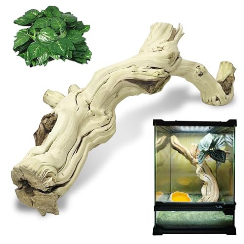 VCEPJH Large Snake Climbing Branch Decor 15.5 in Natural Reptile Wood Cork Log Bearded Dragon Tank Accessories Tree Trunk for Chameleon Gecko Ball Python Frog - size: Panlong Wood (XL:15"-17.7"-1pcs)