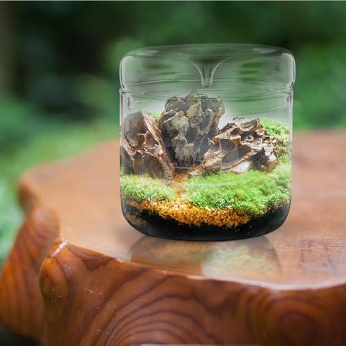 Alasum Micro Landscape Moss Terrarium Glass Container for Office Desktop, 12X12Cm Eco Bottle Planter with Ecosystem for Creative Indoor Plant Decoration