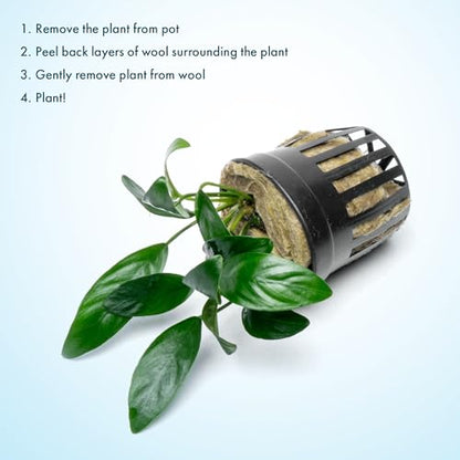 Anubias Live Aquarium Plants - Potted Freshwater Plant for Fish Tanks, Terrariums - Beginner Friendly Low Light (Congensis Mini, 3 Pots) - color: Congensis Mini, size: 3 Pots
